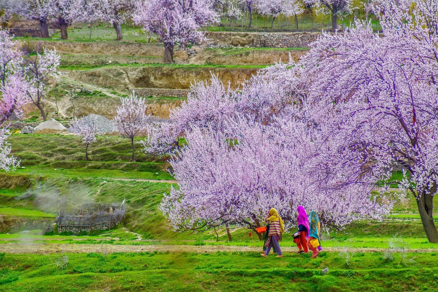 Skardu and Hunza Spring Blossom Tour - Trans Karakoram